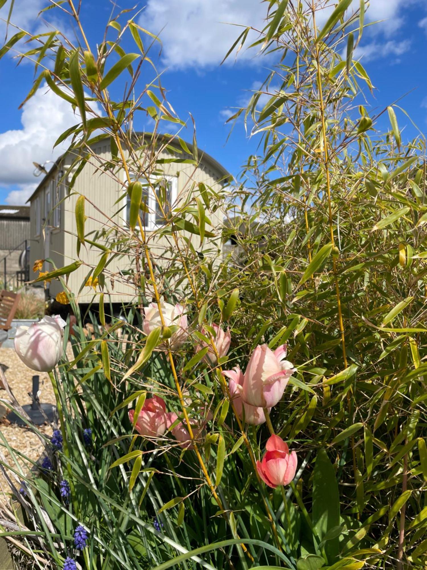 The Shepherd'S Hut Mixbury Exterior foto